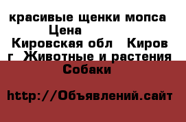 красивые щенки мопса › Цена ­ 10 000 - Кировская обл., Киров г. Животные и растения » Собаки   